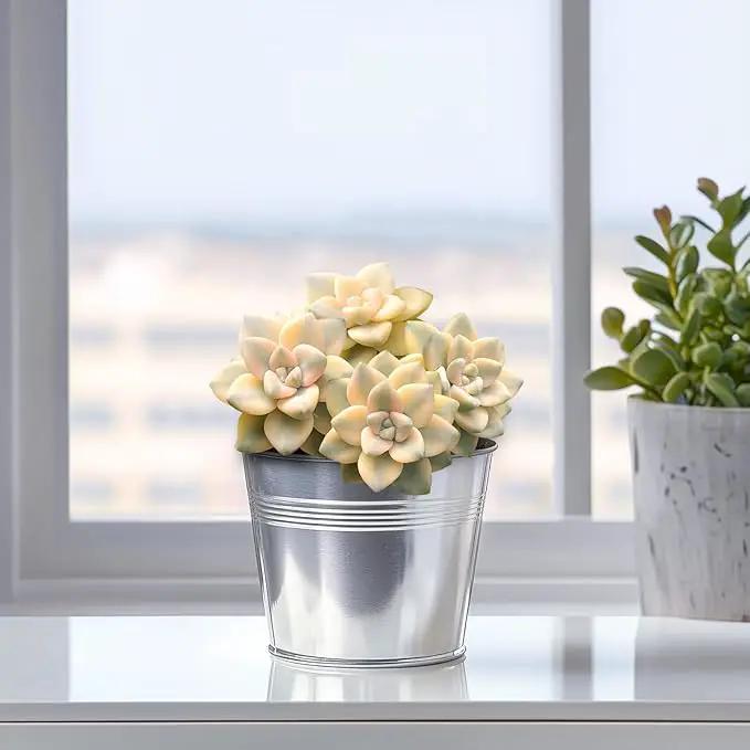 Live Succulents 'Apricot Beauty' (4-inch), Succulent Plants Fully Rooted in Pots with Soil, Easy-Care House Plant for DIY, Home Office Decor, Wedding Party Favor by GreenHaven Gardens