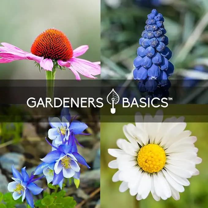 Gardeners Basics, Perennial Flower Seeds for Planting Outdoors (5 Variety Pack) Lupine, Columbine, Echinacea Purple Coneflower, Black Eyed Susan, Shasta Daisy for Pollinators Wildflower Seed by GreenHaven Gardens