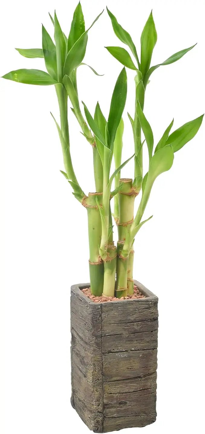 Arcadia Garden Products LV25 5-Stem Lucky Bamboo, Live Indoor Plant in Aged Wood Planter for Home, Work, or Gift, Dark ***Cannot Ship to Hawaii** by GreenHaven Gardens