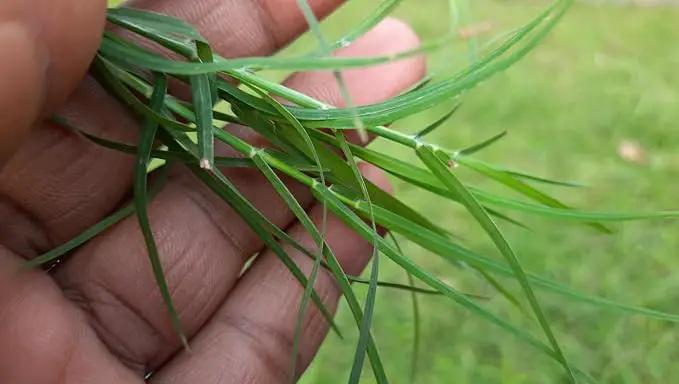 Brownie Brand Majestic Hulled Bermudagrass Seed | Premium Turf Grass for Dense, Drought-Resistant Lawns | Fast-Growing, Heat-Tolerant, Certified Seed for High-Traffic Areas. (50 Pound) by GreenHaven Gardens