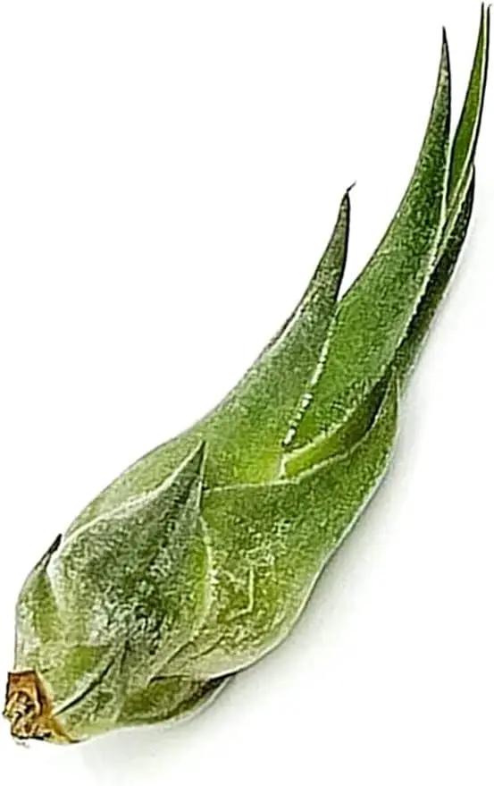 Air Plants - Tillandsia Seleriana, Large 4-6" - 3ct - Live Arrival Guaranteed - House Plants for Home Decor & Gift by GreenHaven Gardens