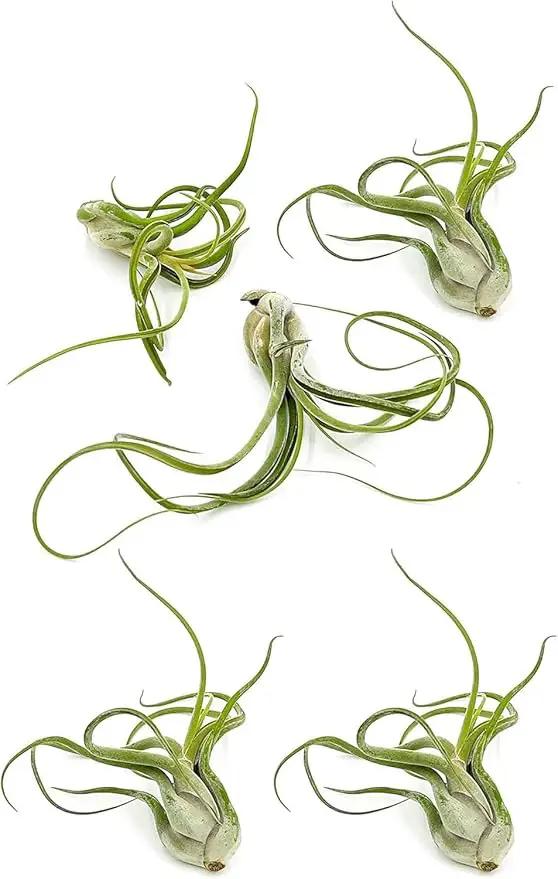 Air Plants - Flowering Tillandsia Caput Medusae, Large 5-7" - 5ct - Live Arrival Guaranteed - House Plants for Home Decor & Gift by GreenHaven Gardens