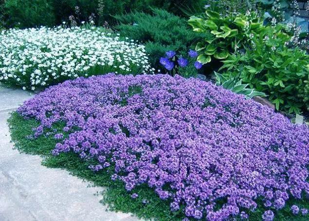 20,000+ Creeping Thyme Seeds Ground Cover, Non-GMO Perennial Flower Seeds, Hardy Thymus Serpyllum, Creeping Phlox Alternative for Landscaping & Garden Paths (Purple) by GreenHaven Gardens