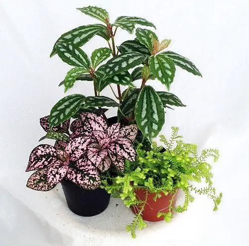 Terrarium and Fairy Garden Plants - 3 Plants in 2 inch pots by GreenHaven Gardens