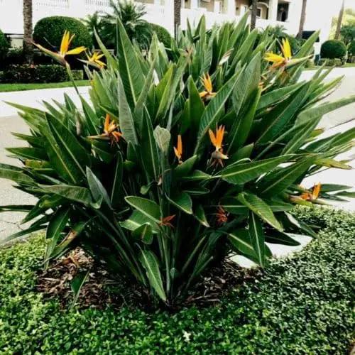 Bird of Paradise - Orange - Strelitzia Reginae. (4 Orange BoP in Cup) by GreenHaven Gardens