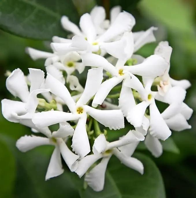 Star Jasmine/Confederate Jasmine - Trachelospermum Jasminoides. Live. Fragrant Flowers. (2 Plants in Sac) by GreenHaven Gardens