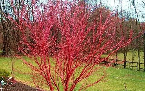 Sango Kaku Coral Bark Japanese Maple Tree - Live Plant - Trade Gallon Pot by GreenHaven Gardens