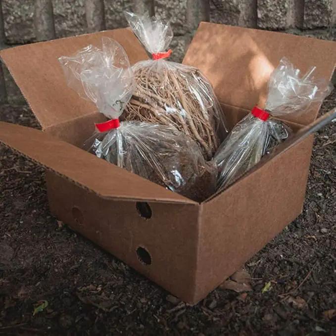 Amazing Deal - 24 Hosta Bare Roots Plants w/Planting Shovel - Mixed Heart-Shaped, Rich Green Foliage, Attracts Butterflies, Hummingbirds & Pollinators, Low Maintenance & Extremely Hardy - Zones 3–9 by GreenHaven Gardens