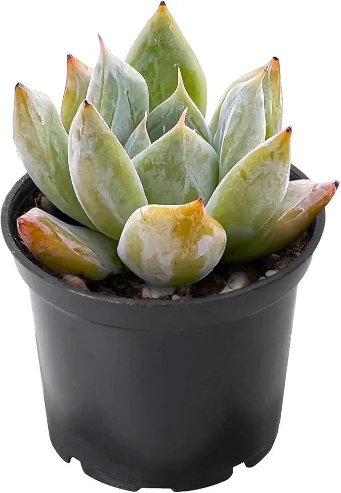 THE NEXT GARDENER.COM 2" Rare Succulent Echeveria Colorata x Laui, Live Succulents Plants Fully Rooted in Grower Pots, Unique Gift for Wedding Favor, Party Favor by GreenHaven Gardens