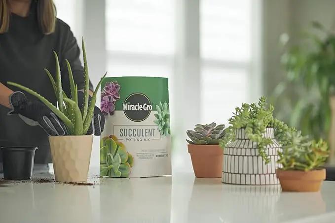 Miracle-Gro Succulent Potting Mix - Fertilized Soil with Premium Nutrition for Indoor Succulents, 4 qt. (2-Pack) by GreenHaven Gardens
