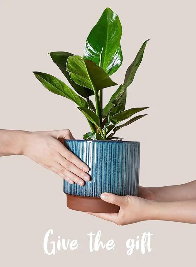 LE TAUCI Ceramic Plant Pots with Drainage Holes, Set of 3, 8+6.7+5.5 Inch Stripe Garden Planter Pots for Outdoor Indoor Plants Flower, Round Succulent Orchid Flower Pot, Reactive Glaze Black by GreenHaven Gardens