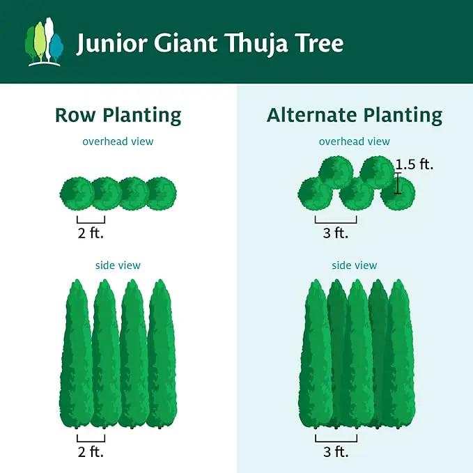 Brighter Blooms - Junior Giant Thuja Tree, 1-2 ft. - No Shipping to AZ by GreenHaven Gardens