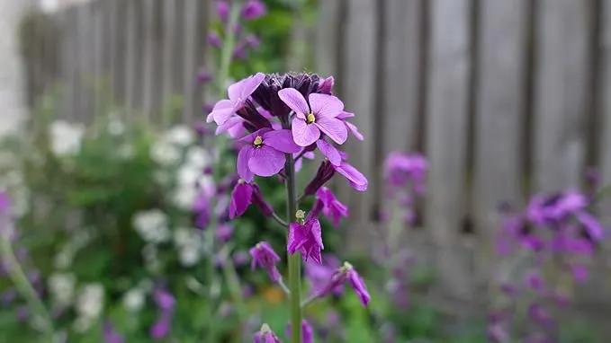 Set of 100 Assorted Valley Green Flower Seed Packets! Flower Seeds in Bulk - 20+ Varieties Included by GreenHaven Gardens