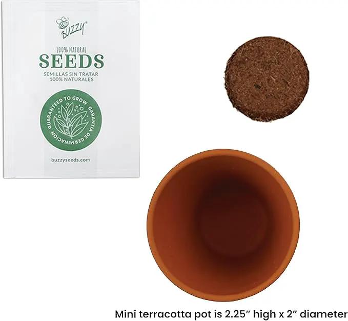 BUZZY Daisy Seeds & Genuine Terracotta 5cm Mini Pot Bulk Pack (20 Count), Includes 20 Each of pots, Soil pellets and Seeds - Great for Favors, Crafts, School Projects - Guaranteed to Grow by GreenHaven Gardens