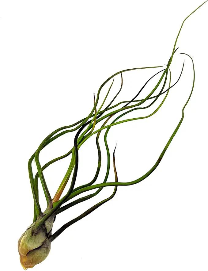 Air Plants - Flowering Tillandsia Bulbosa Guatemala, Large 3-5" - 1ct - Live Arrival Guaranteed - House Plants for Home Decor & Gift by GreenHaven Gardens