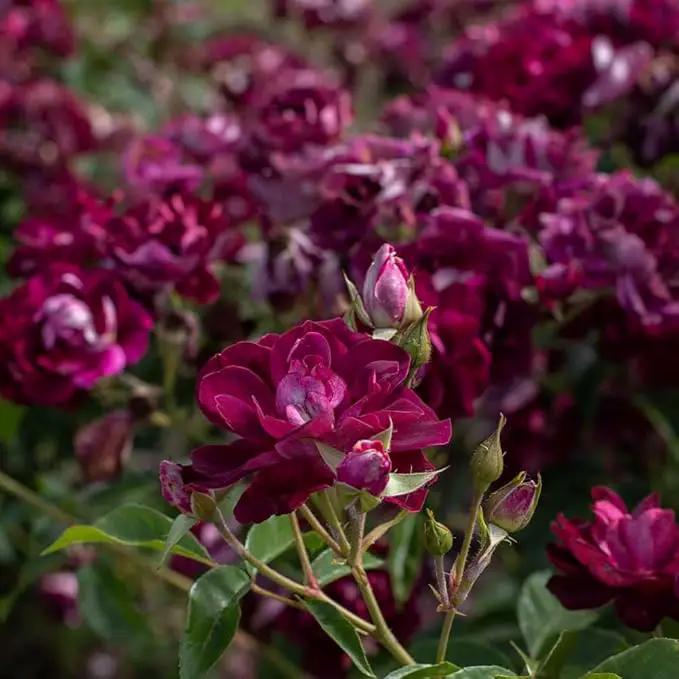 Heirloom Roses Rose Plant - Burgundy Iceberg™ Purple Rose Bush, Shrub Live Plant for Planting Outdoors by GreenHaven Gardens