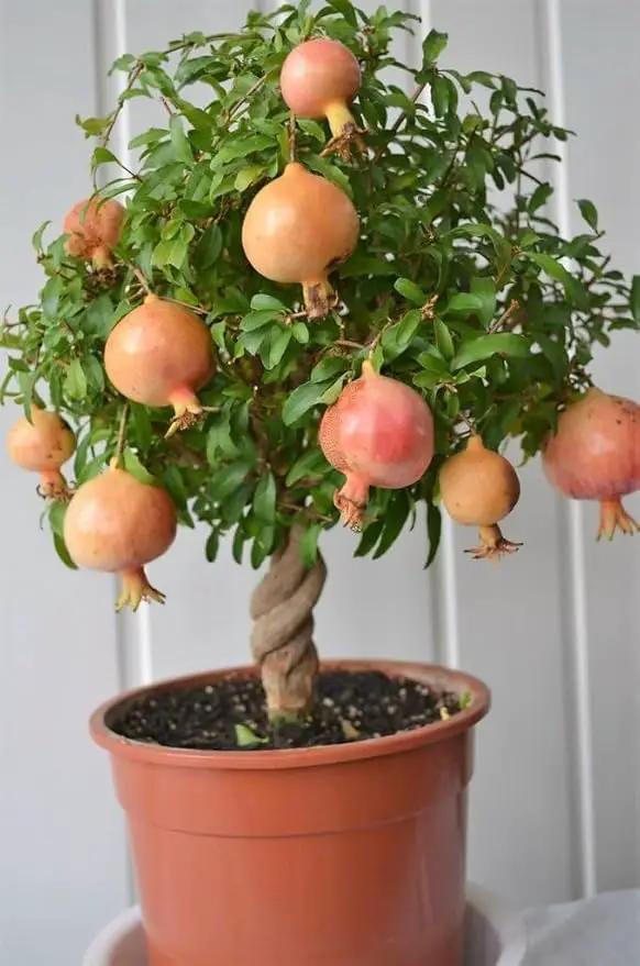 Premium Pomegranate Potting Soil Mix - Ideal Nutrient Blend for Growing Robust, Flavorful, and Bountiful Pomegranate Trees - 1 Quart by GreenHaven Gardens
