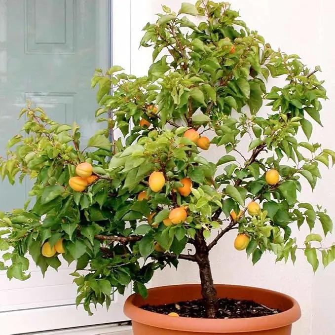 Premium Apricot Potting Soil Mix - Ideal Nutrient Blend for Growing Robust, Flavorful, and Bountiful Apricots - 2 Quart by GreenHaven Gardens