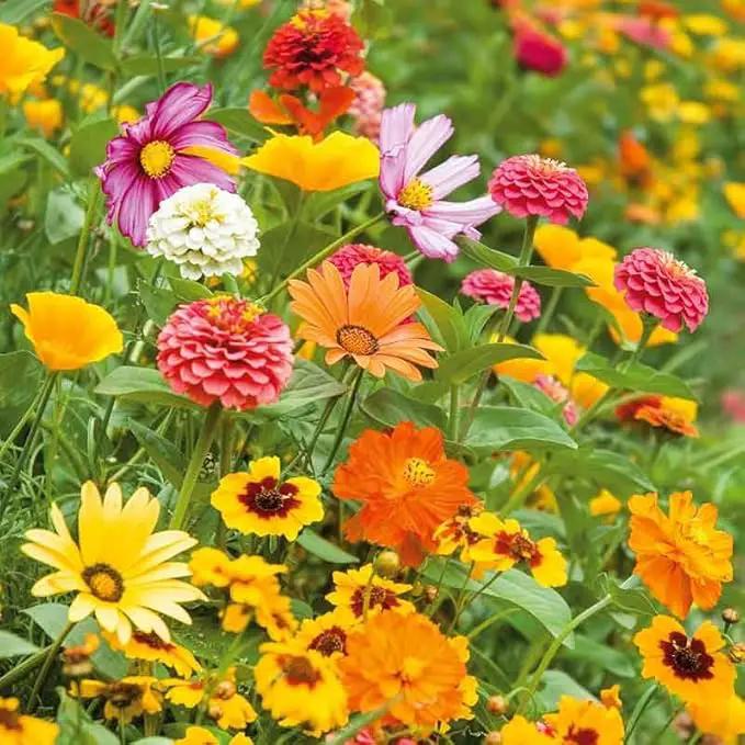 Eden Brothers Orange Sherbet Flower Mixed Seeds for Planting, 5 lb, 2,400,000+ Seeds with Cosmos Picotee, Bright Lights | Attracts Pollinators, Plant in Spring or Fall, Zones 3, 4, 5, 6, 7, 8, 9, 10 by GreenHaven Gardens