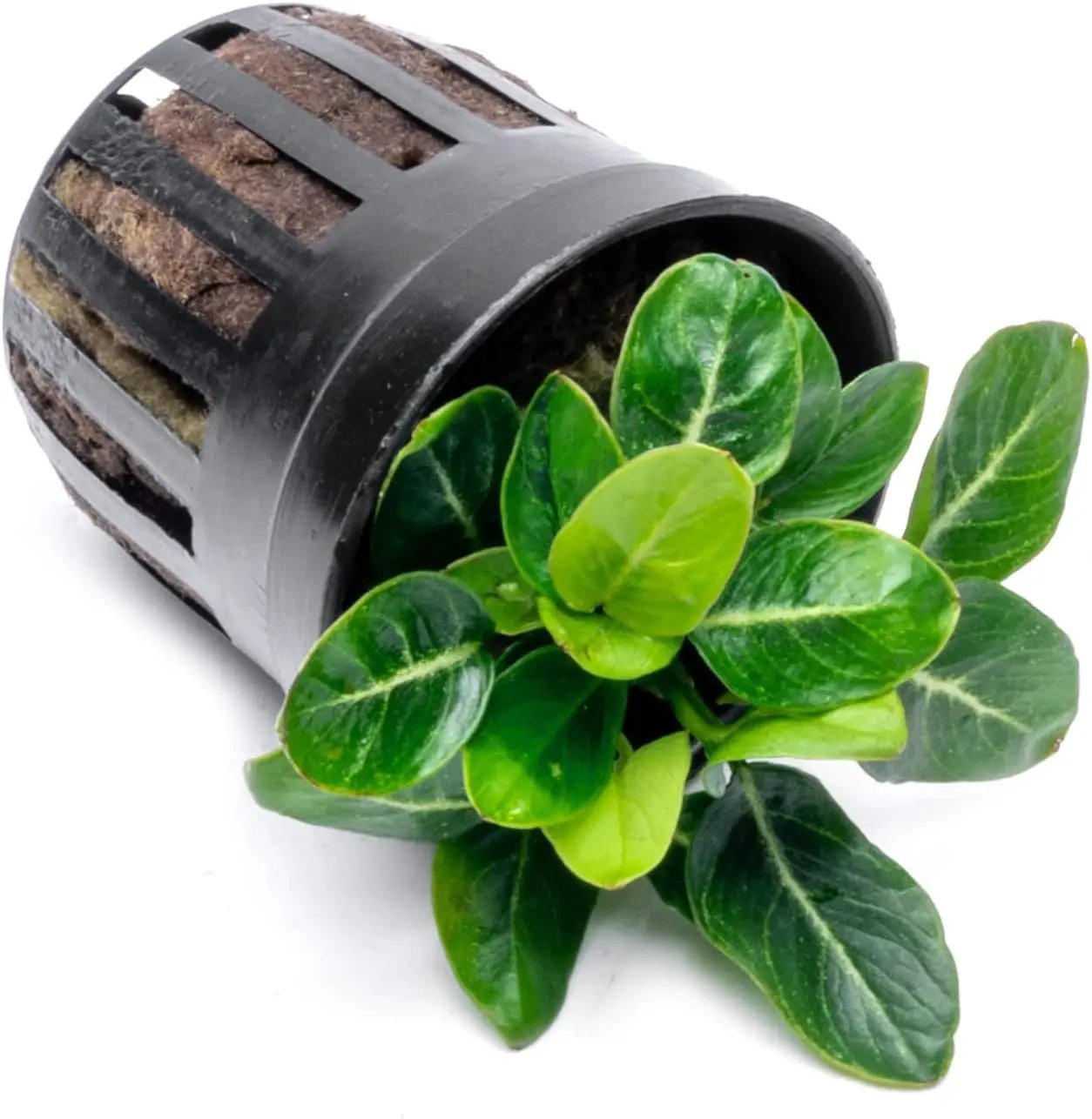 Anubias Live Aquarium Plants - Potted Freshwater Plant for Fish Tanks, Terrariums - Beginner Friendly Low Light (Giant Stardust, 1 Pot) by GreenHaven Gardens