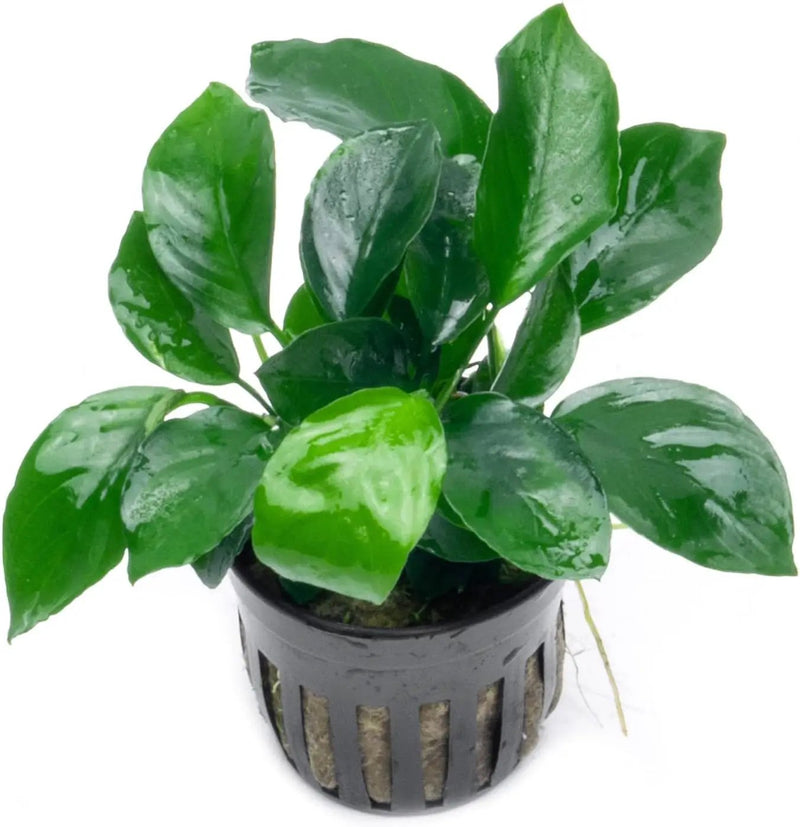Anubias Live Aquarium Plants - Potted Freshwater Plant for Fish Tanks, Terrariums - Beginner Friendly Low Light (Barteri Broad Leaf, 1 Pot) by GreenHaven Gardens