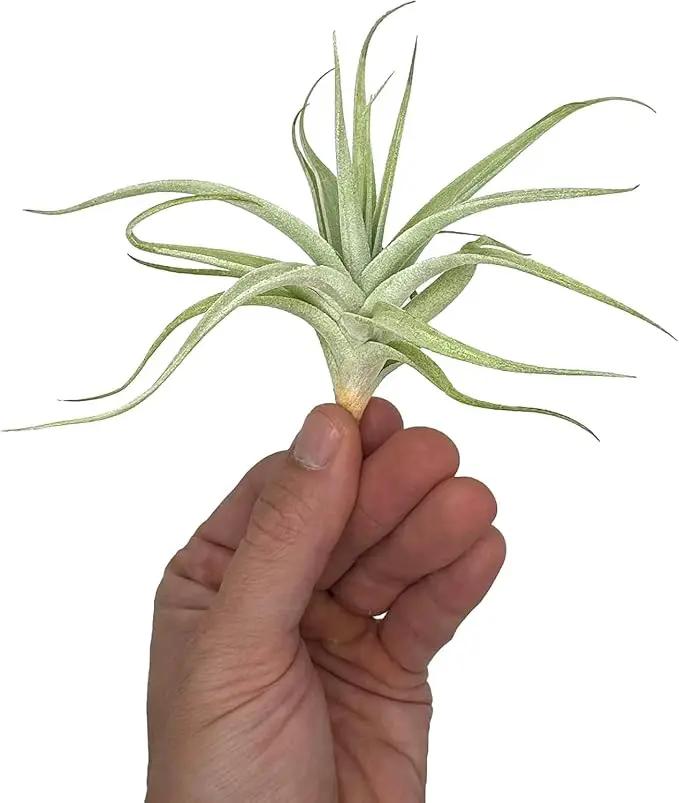 Live Air Plants - Tillandsia Albida 3-5" - 2ct – ragnaroc Live Indoor Plant - Live Arrival Guaranteed - House Plants for Home Decor & Gift by GreenHaven Gardens