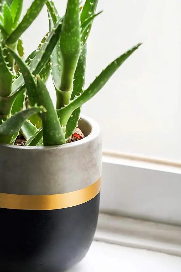 Dahey 3 Pack Small Cement Succulent Planter Pots 4 Inch Modern Mini Concrete Flower Pots Indoor Outdoor for Cactus Herb or Small Plants Home Decor by GreenHaven Gardens
