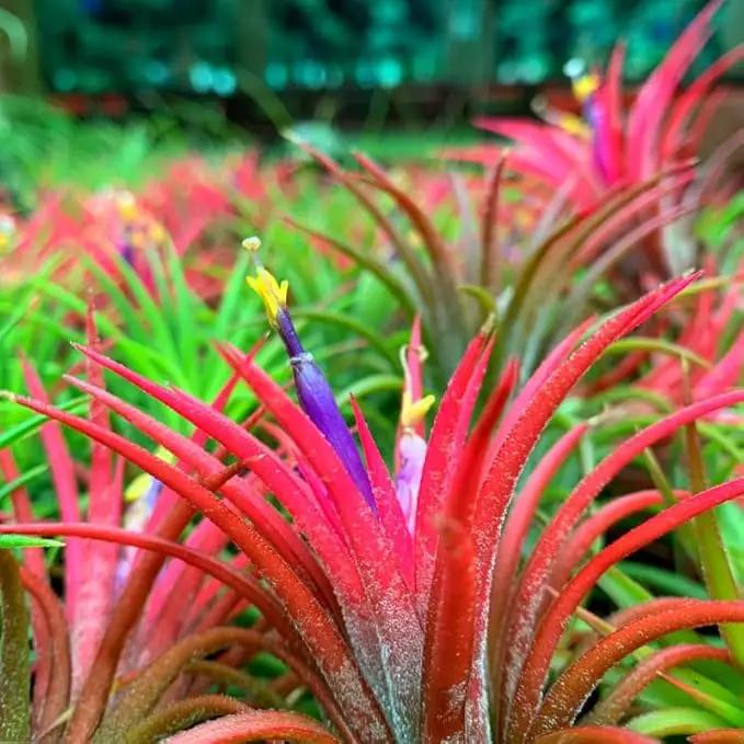 8 Air Plants, Tillandsia Air Plants Live Houseplants for Garden, Red Lonantha Tillandsia Plant, Air Plant by GreenHaven Gardens
