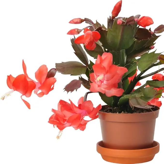 TriStar Plants - Thanksgiving Cactus - 4" inch Pot, Fasle Christmas Cactus, Easter Cactus, Holiday Plant, Winter Flowers, Christmas Plants, Winter Blooms (Orange) by GreenHaven Gardens