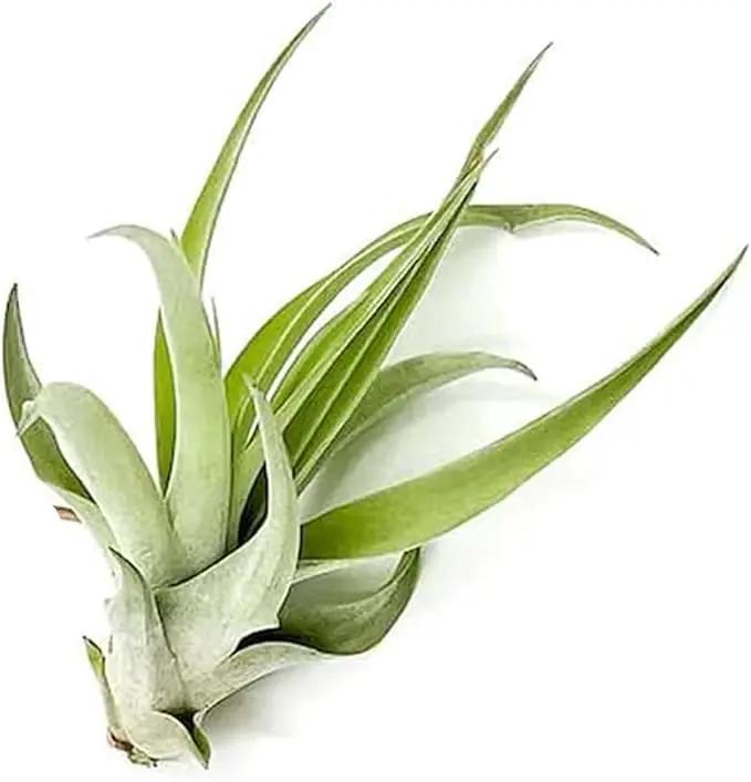 Air Plants - Tillandsia Capitata (Peach), Large 5-7” - 2 ct - Live Arrival Guaranteed - House Plants for Home Decor & Gift by GreenHaven Gardens
