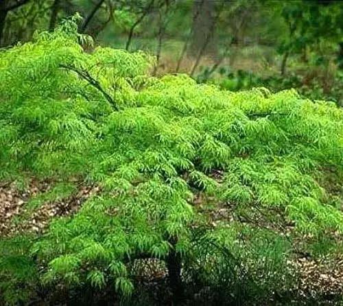 Waterfall Green Weeping Laceleaf Japanese Maple - Live Plant - Trade Gallon Pot by GreenHaven Gardens