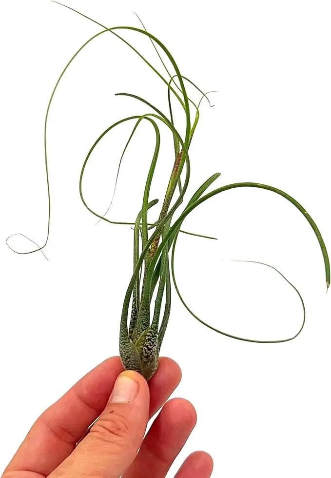 Live Air Plants - Tillandsia Butzii, Jumbo 7-9" - 2ct - Live Arrival Guaranteed - House Plants for Home Decor & Gift by GreenHaven Gardens