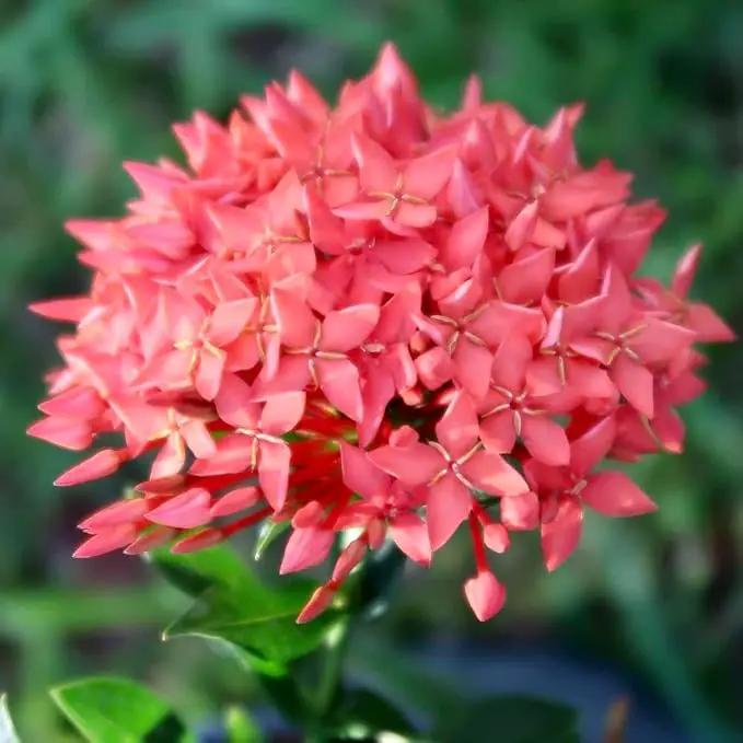 Premium Ixora Plant Potting Mix - Crafted for Vibrant Growth and Profusion of Blossoms - 1 Quart by GreenHaven Gardens