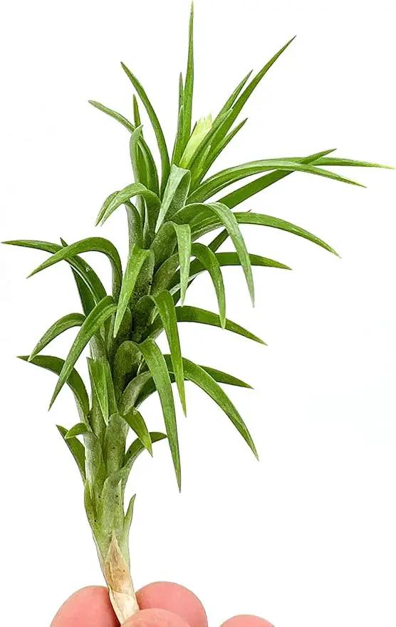 Live Air Plants – Tillandsia Araujei, Large 5” – 2ct – Live Arrival Guaranteed – House Plants for Home Décor & Gift by GreenHaven Gardens