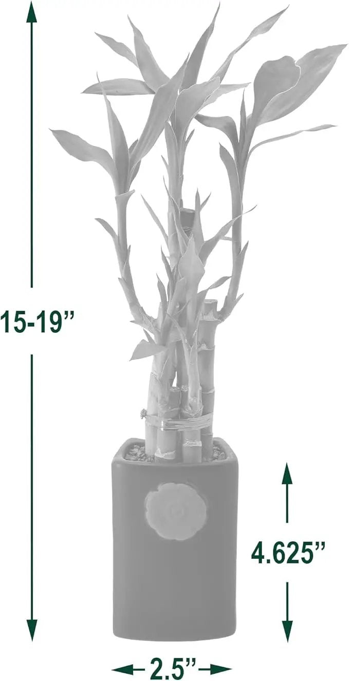 Arcadia Garden Products 5-Stem Lucky Bamboo, Live Indoor Plant in Contour II Ceramic Planter for Home, Work, or Gift, Green ***Cannot Ship to Hawaii*** by GreenHaven Gardens