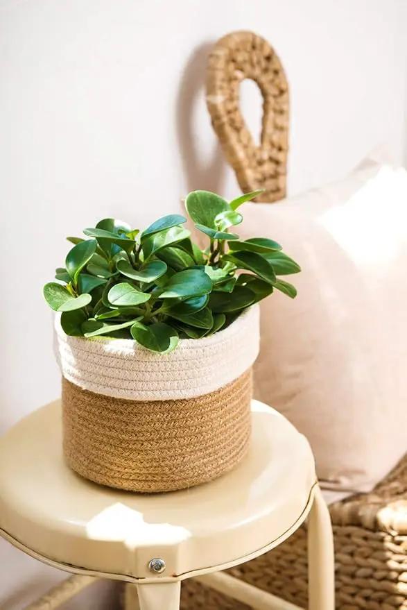 Dahey Small Cotton Rope Plant Basket Woven Plant Coiled Basket for Up to 7" Planter, Decorative Flower Pot Cover Closet Storage Bin Table Desk Organizer for Home Decor, White and Beige by GreenHaven Gardens