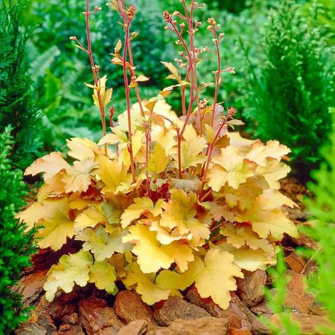 2 Heuchera Live Plants, Coral Bells Red Oragne Yellow Heuchera Perennials for Outdoor Garden, Shade Border, Containers, 4-6” Tall Well-Rooted by GreenHaven Gardens