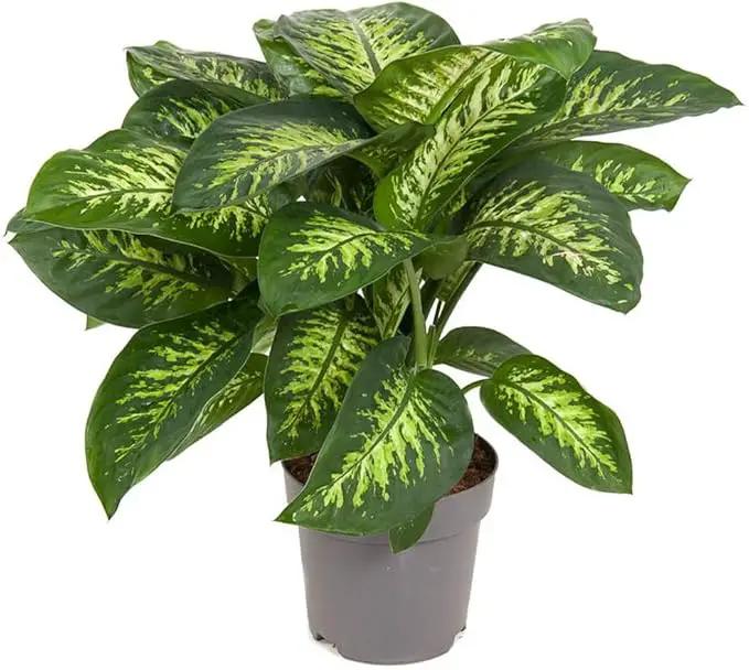 Premium Dumb Cane Potting Soil Mix - Ideal Blend for Growing Robust and Healthy Dumb Cane Plants - 2 Quart by GreenHaven Gardens