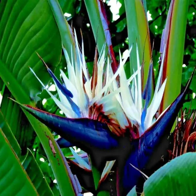 Bird of Paradise - White - Strelitzia Nicholai. (2 White BoP in Cup) by GreenHaven Gardens