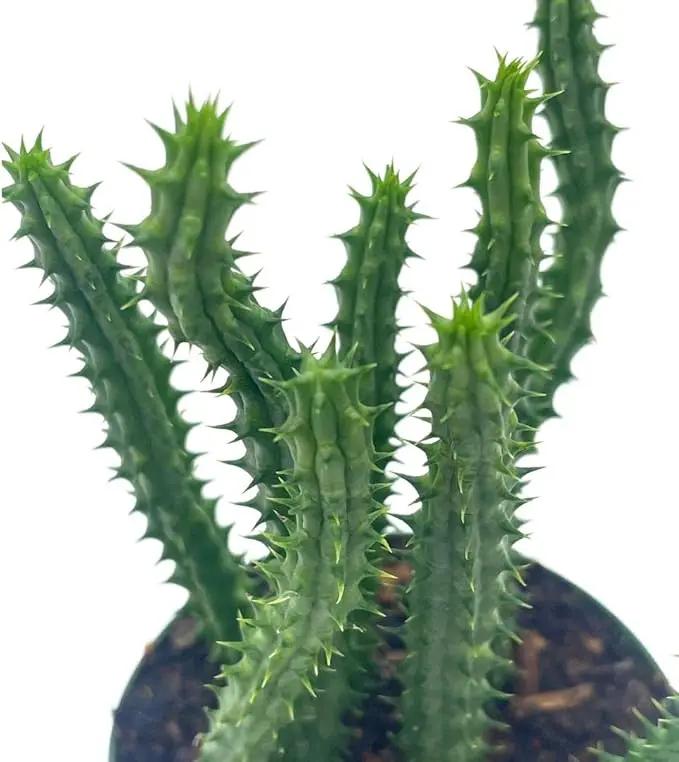 BubbleBlooms Huernia Red Dragon Stapelia Cactus/Huernia penzigii, in 4 inch Pot by GreenHaven Gardens