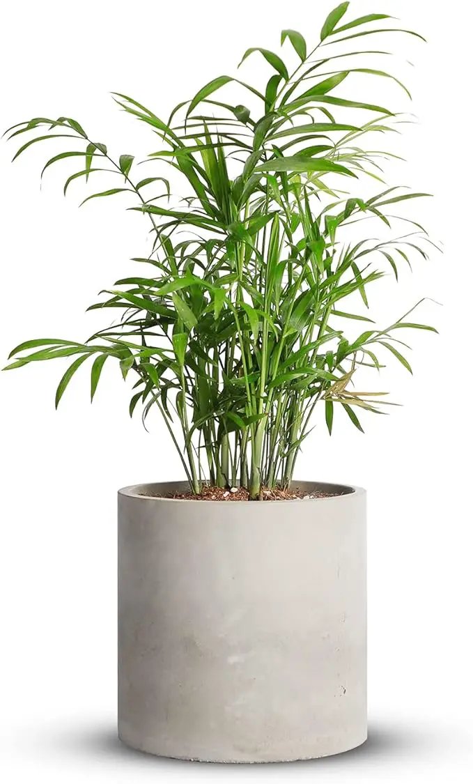 Mozing Cement Plant Pots Indoor - 4.8 inch Concrete Planter Pot for Planting - Modern Stone Clay Flower Pot with Drainage Hole for Garden, Home, Office Decor, Grey by GreenHaven Gardens