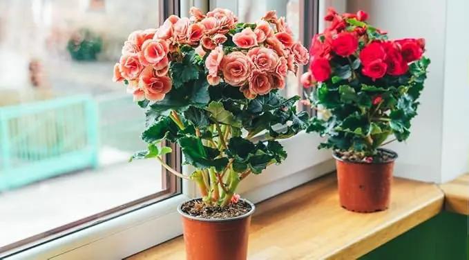 Premium Begonia Plant Potting Mix - Crafted for Lush Growth and Captivating Blooms - 1 Quart by GreenHaven Gardens