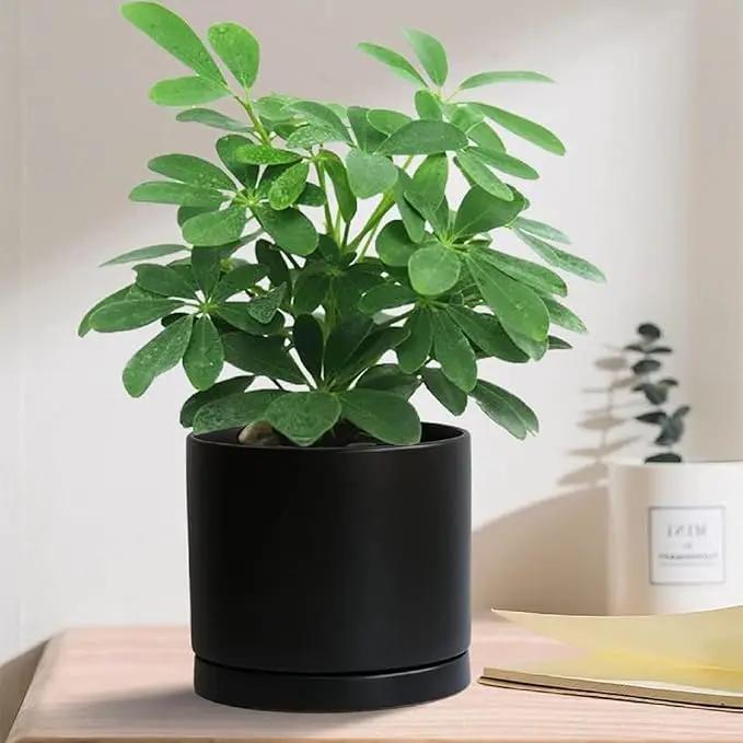 2 Pack Ceramic Plant Saucer Pot Tray 8 Inch, Planter Saucers 4 5 6 7 8 9 10 11 12 13 Inch for Indoors Outdoor, Durable Sturdy Flower Drainage drip Water Tray for Glazed Pots Base (8.5 Inch-Black) by GreenHaven Gardens