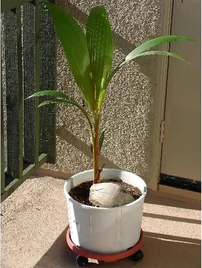 American Plant Exchange Coconut Palm Tree, Live Tropical Plant for Indoor & Outdoor Use, Malaysian Dwarf Green, Home, Garden, Landscape & Patio Décor, 2ft Tall with Pot Cover by GreenHaven Gardens