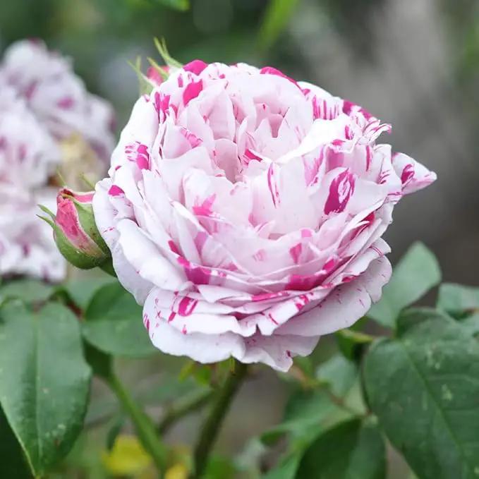 Heirloom Roses Rose Bush - Variegata di Bologna Live Purple Plant for Outdoor Planting by GreenHaven Gardens