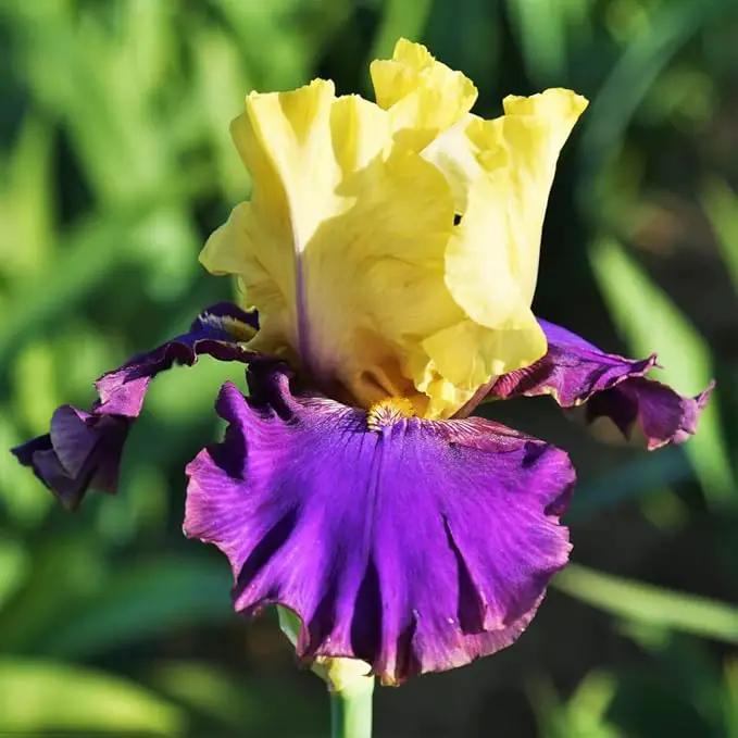 Jurassic Park Reblooming Bearded Iris - Grows Year After Year - Perennial, Fragrant & Great for Cut Floral Arrangements - Easy to Grow Fall Planting Bulbs by Willard & May by GreenHaven Gardens