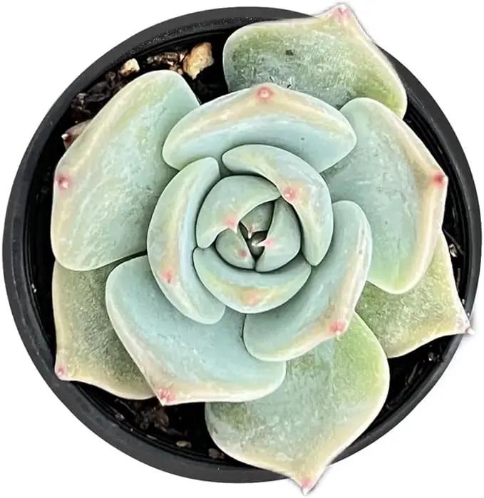2" Rare Succulent Echeveria 'Bikachao', Live Succulents Plants Fully Rooted in Grower Pots, Unique Gift for Wedding Favor, Party Favor by GreenHaven Gardens