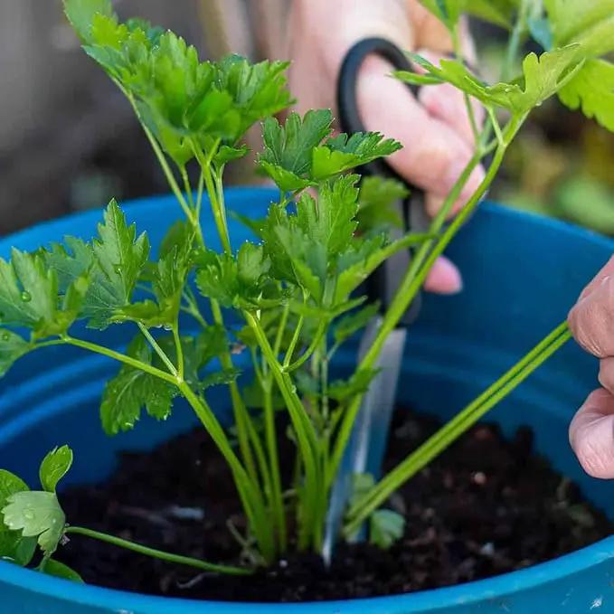 Premium Parsley Plant Potting Mix - Crafted for Vibrant Parsley Growth and Fresh Culinary Flavor - 1 Quart by GreenHaven Gardens