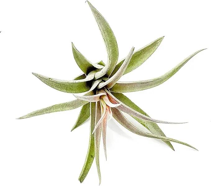 Air Plants - Flowering Tillandsia Harrisii, Large 3-5" - 3ct - Live Arrival Guaranteed - House Plants for Home Decor & Gift by GreenHaven Gardens