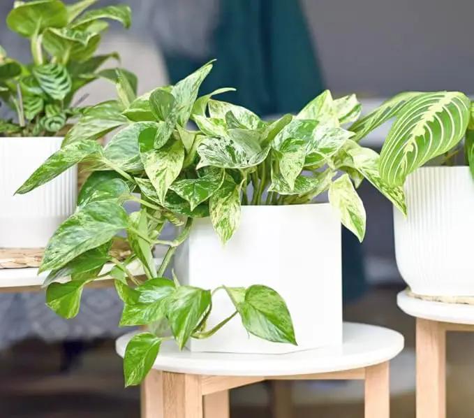 Marble Queen Pothos Plant in 4 Inch Planter Pot for Plants, Low Light Plants Live Houseplants, Pothos Live Plant Decor, Live Plants Indoor Plants Live Houseplants Live Indoor Plants by Plants for Pets by GreenHaven Gardens